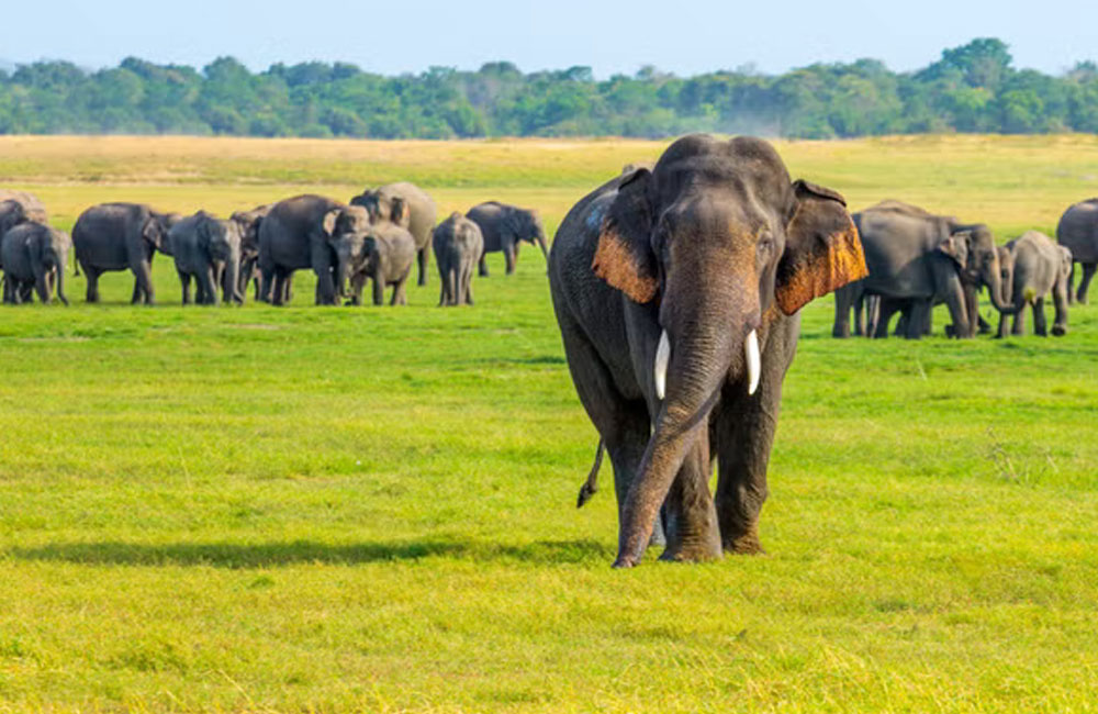 Visit Lanka Travel